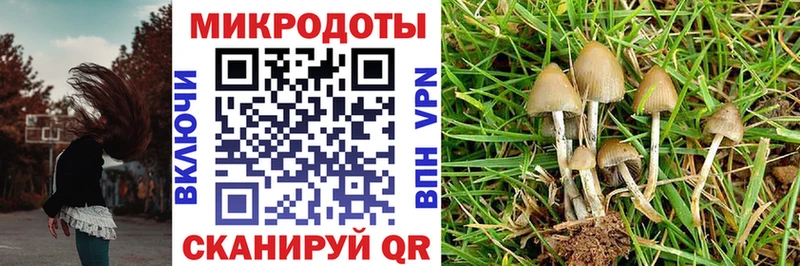 Галлюциногенные грибы Psilocybine cubensis  Олонец 